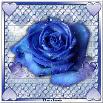 tres belle rose bleue